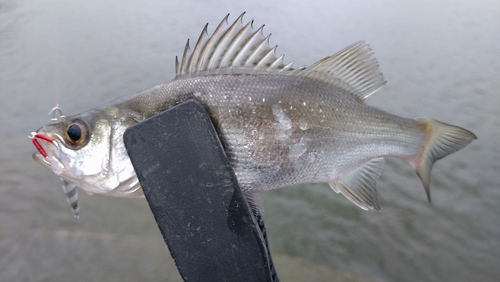 セイゴ（ヒラスズキ）の釣果