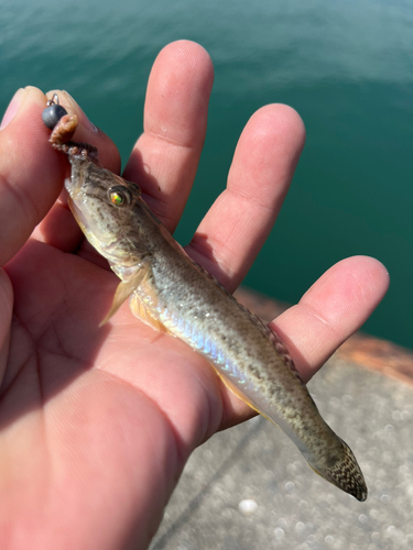 マハゼの釣果