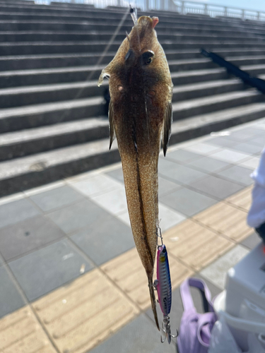 メゴチの釣果