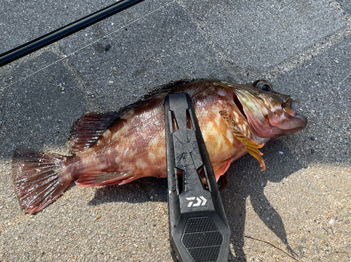 アラカブの釣果