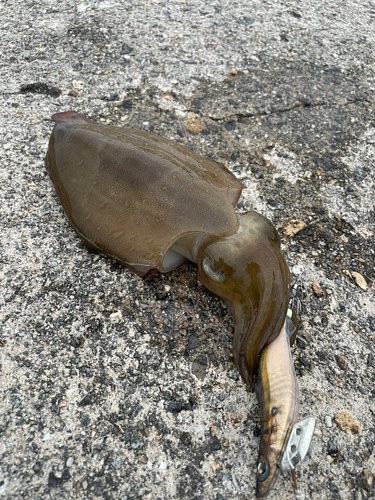 コウイカの釣果