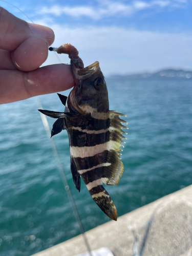 アオハタの釣果