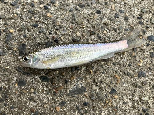 タモロコの釣果