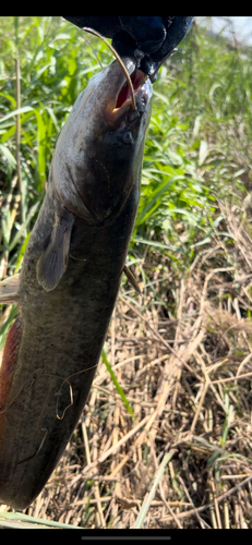 ナマズの釣果