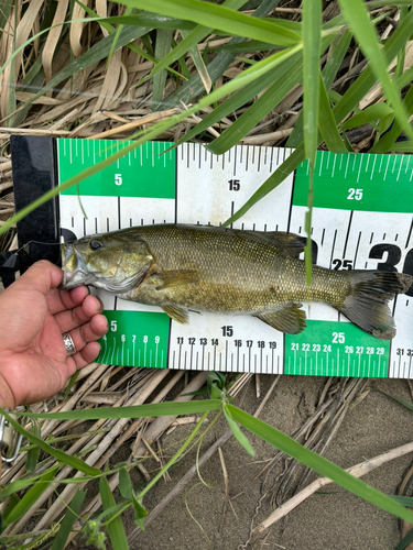 スモールマウスバスの釣果