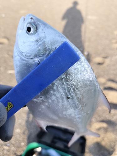 コバンアジの釣果