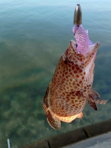 オオモンハタの釣果