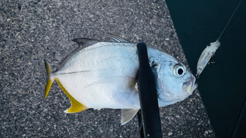 メッキの釣果