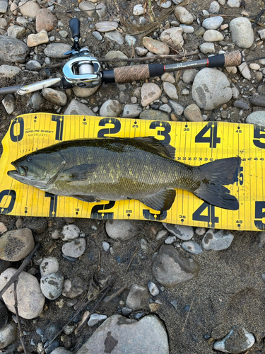 スモールマウスバスの釣果