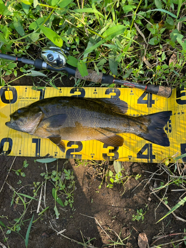 スモールマウスバスの釣果