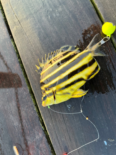 カゴカキダイの釣果