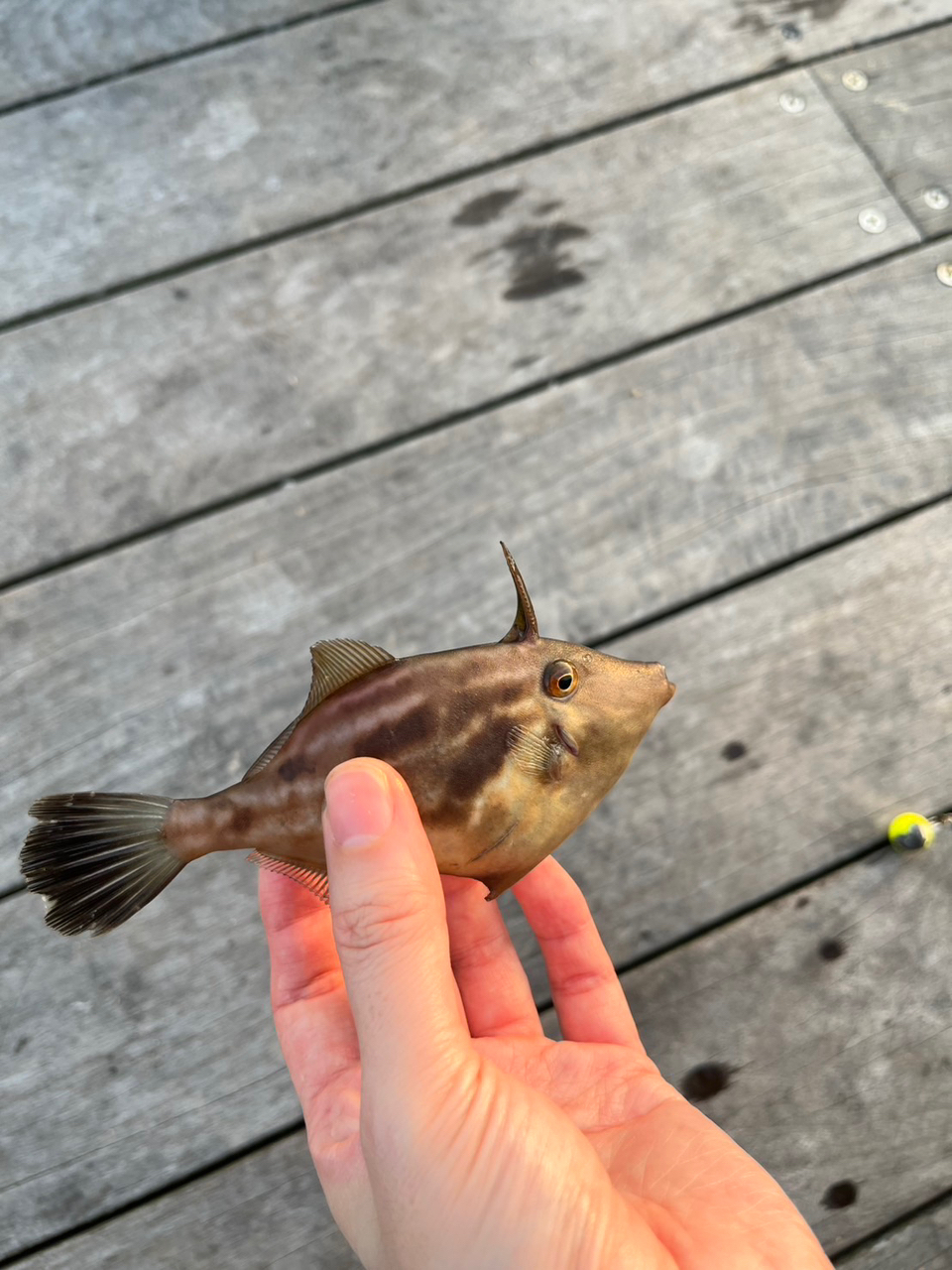 カゴカキダイ