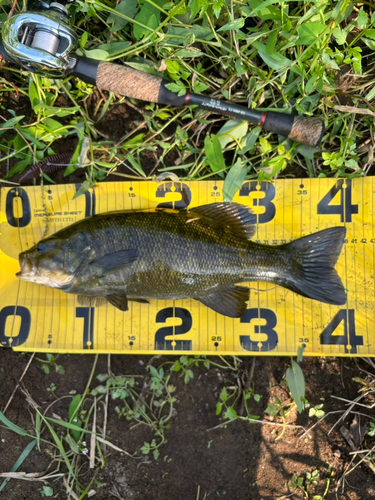 スモールマウスバスの釣果