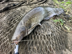 ナマズの釣果