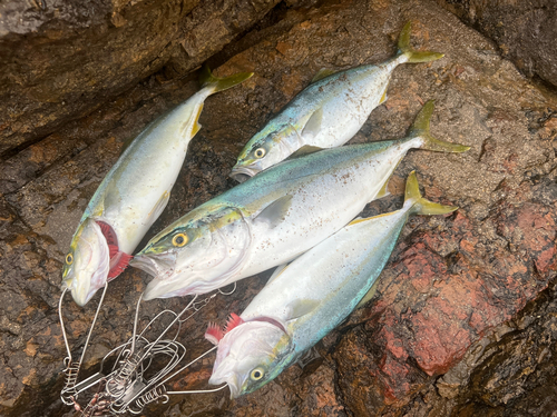 ワカシの釣果