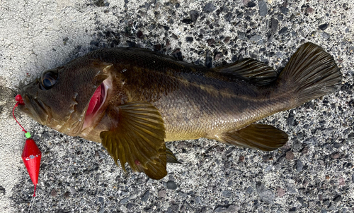 ソイの釣果