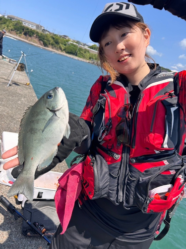 クチブトグレの釣果