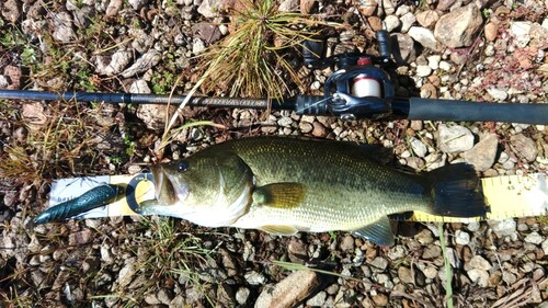 ラージマウスバスの釣果