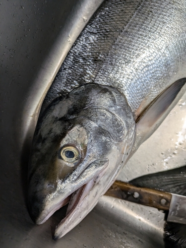 アキアジの釣果