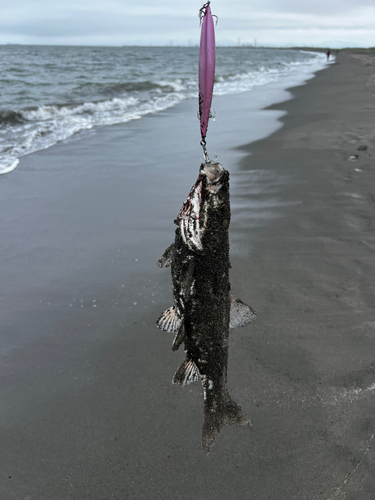 ウグイの釣果