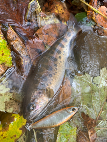 ヤマメの釣果