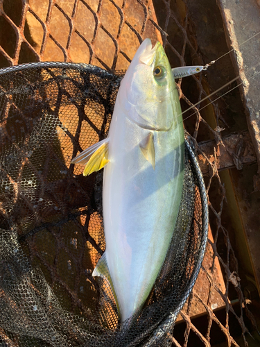 イナダの釣果