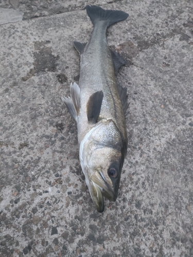 スズキの釣果