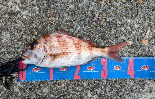 マダイの釣果