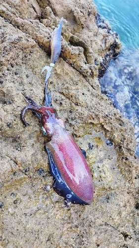 アオリイカの釣果