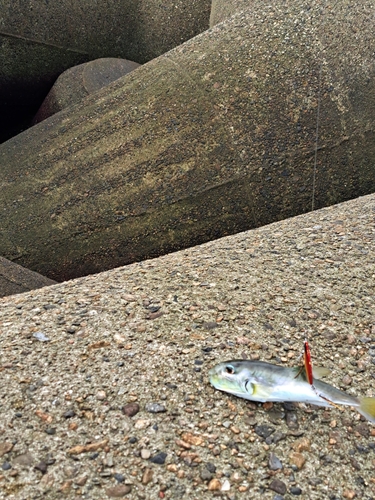 フグの釣果