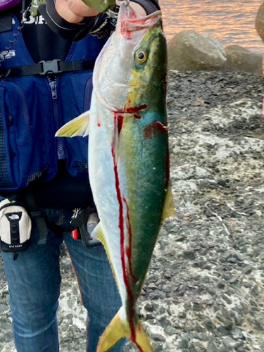 メジロの釣果