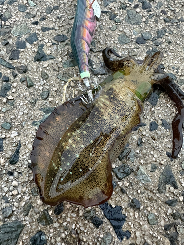 アオリイカの釣果