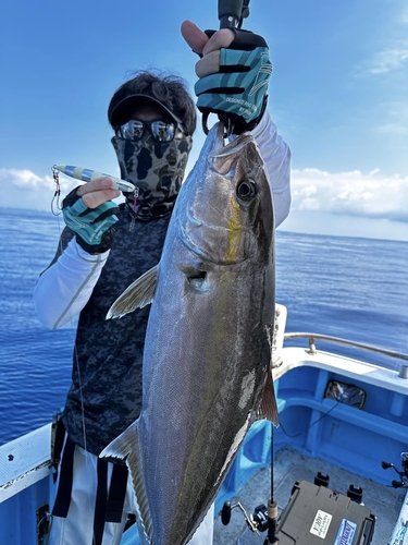 ブリの釣果