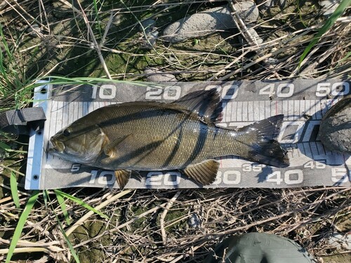 スモールマウスバスの釣果