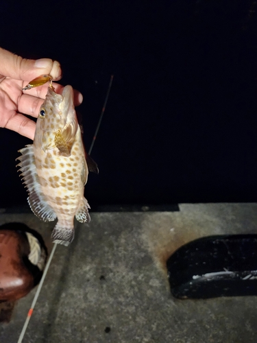 オオモンハタの釣果