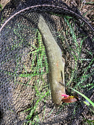 マナマズの釣果