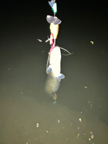 マナマズの釣果