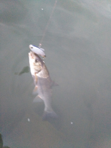 ウグイの釣果