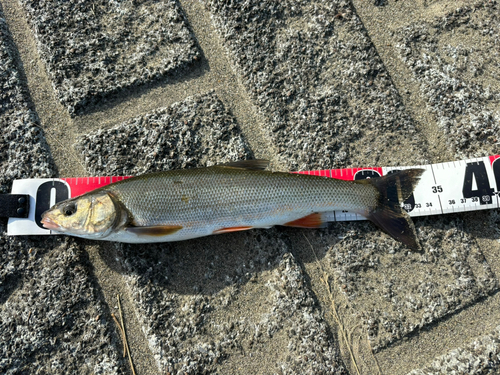 ウグイの釣果