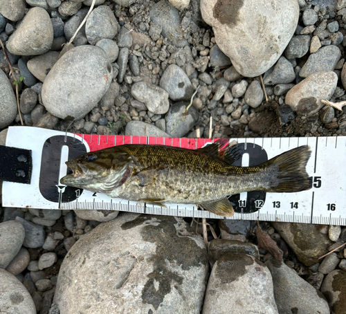 スモールマウスバスの釣果