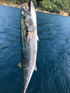 サワラの釣果