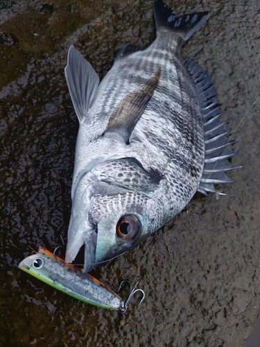 チヌの釣果