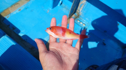 アカオビハナダイの釣果