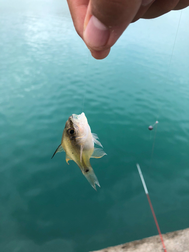 ネンブツダイの釣果