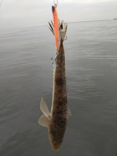 マゴチの釣果