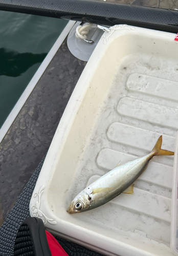 マルアジの釣果