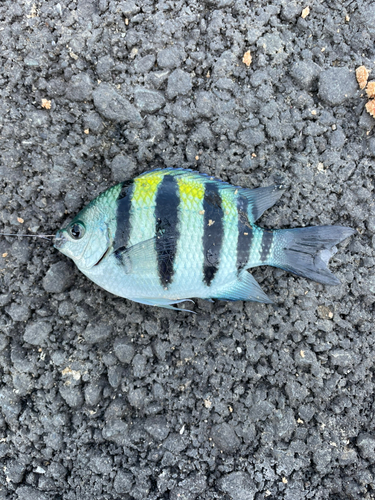 オヤビッチャの釣果