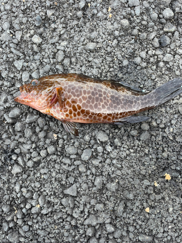 オオモンハタの釣果