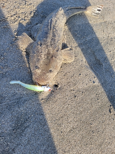 マゴチの釣果