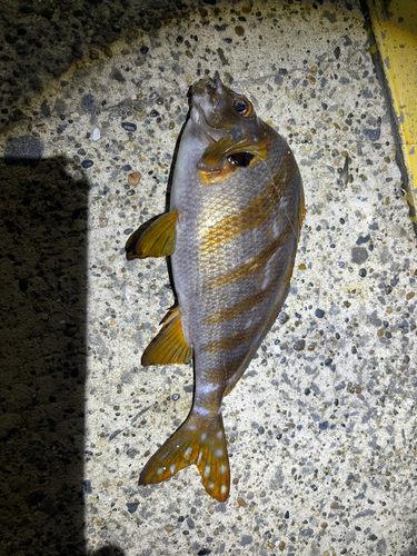 タカノハダイの釣果